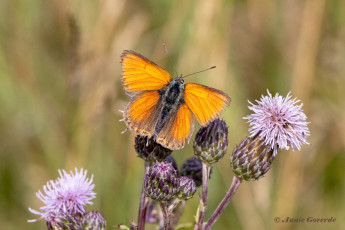 313.402A-Rode-vuurvlinder-Lycaena-hippothoe