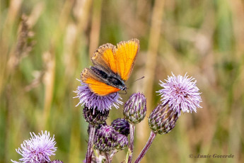 313.402B-Rode-vuurvlinder-Lycaena-hippothoe