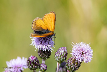 313.404A-Rode-vuurvlinder-Lycaena-hippothoe