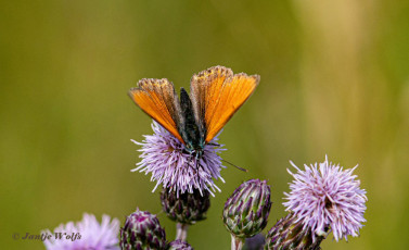 313.404B-Rode-vuurvlinder-Lycaena-hippothoe