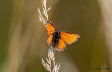 313.404C-Rode-vuurvlinder-Lycaena-hippothoe