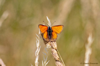 313.405A-Rode-vuurvlinder-Lycaena-hippothoe