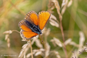 313.405B-Rode-vuurvlinder-Lycaena-hippothoe