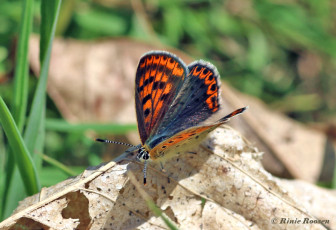 315.140-Bruine-vuurvlinder-Lycaena-tityrus