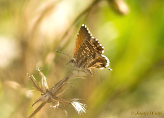 329.115-Geraniumblauwtje - Cacyreus marshalli