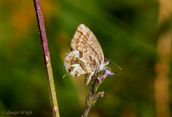 329.116- Geraniumblauwtje - Cacyreus marshalli