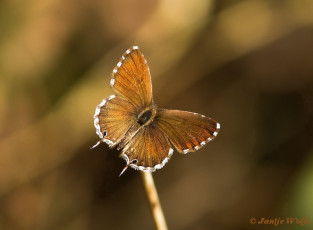 329.120-Geraniumblauwtje - Cacyreus marshalli