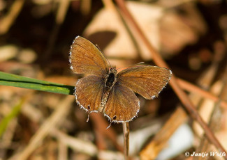 329.121-Geraniumblauwtje - Cacyreus marshalli