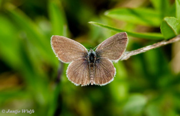 341.532- Dwergblauwtje - Cupido minimus