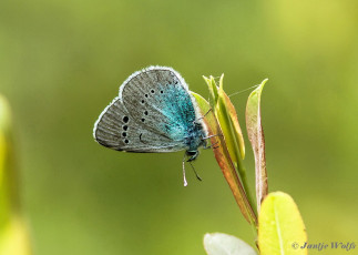 353.521- Bloemenblauwtje - Glaucopsyche alexis