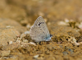 353.845- Spaans Bloemenblauwtje - Glaucopsyche melanops