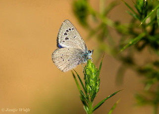 353.846- Spaans Bloemenblauwtje - Glaucopsyche melanops