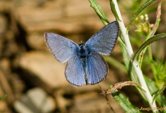 353.853- Spaans Bloemenblauwtje - Glaucopsyche melanops