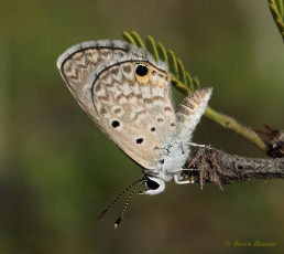 355.111-Hanno-blue-Hemiargus-hanno