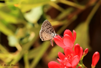 362.315-Tropical-striped-blue-Leptotes-cassius