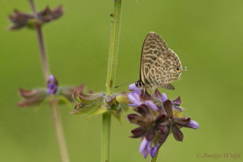 362.720-Klein-tijgerblauwtje-Leptotes-pirithous