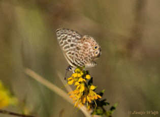 362.721-Klein-tijgerblauwtje-Leptotes-pirithous