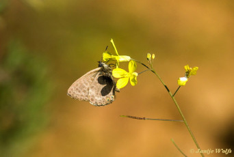 362.722- Klein tijgerblauwtje - Leptotes pirithous