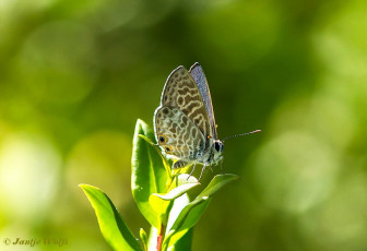 362.724- Klein tijgerblauwtje - Leptotes pirithous