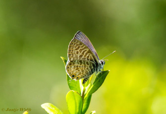 362.725- Klein tijgerblauwtje - Leptotes pirithous