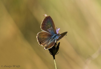 362.730--Klein tijgerblauwtje - Leptotes pirithous