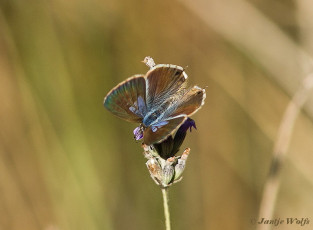 362.731--Klein tijgerblauwtje - Leptotes pirithous