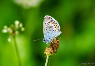 383.452- Saffierblauwtje - Plebejus pylaon