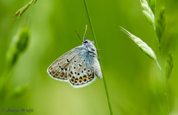 383.454- Saffierblauwtje - Plebejus pylaon