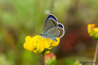 383.528- Kroonkruidblauwtje - Plebejus argyrognomon