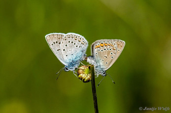 385.140- Wikkeblauwtje - Polyommatus amandus