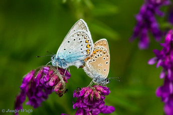 385.141- Wikkeblauwtje - Polyommatus amandus