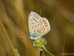 385.515-Adonisblauwtje - Polyommatus bellargus