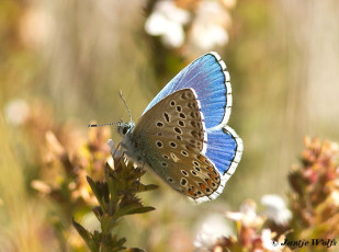 385.516-Adonisblauwtje - Polyommatus bellargus