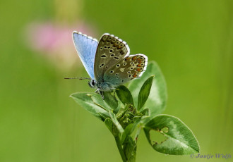 385.517- Adonisblauwtje - Polyommatus bellargus