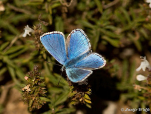 385.520-Adonisblauwtje - Polyommatus bellargus