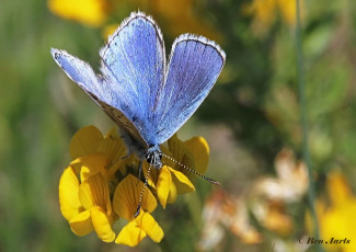 385.521-Adonisblauwtje-Polyommatus-bellargus
