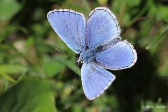 385.530P-Adonisblauwtje-of-Adonis-blue-Polyommatus-bellargus