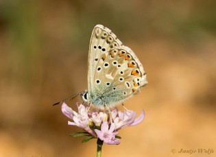 387.015-Provençaals-bleek-blauwtje-Polyommatus-hispana