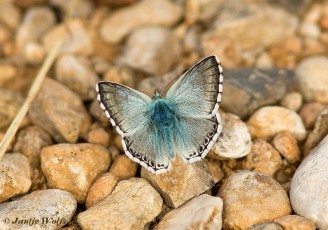 387.016-Provençaals-bleek-blauwtje-Polyommatus-hispana