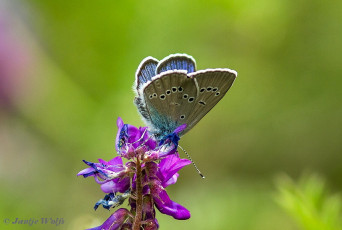 388.320- Klaverblauwtje - Cyaniris semiargus