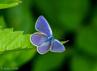 388.330- Klaverblauwtje - Cyaniris semiargus