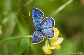 388.331- Klaverblauwtje - Cyaniris semiargus