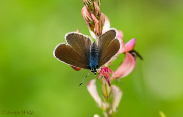 388.340- Klaverblauwtje - Cyaniris semiargus