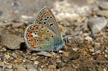 388.720- Esparcetteblauwtje - Polyommatus thersites