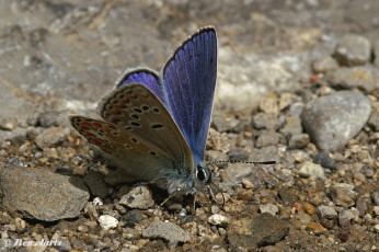 388.722- Esparcetteblauwtje - Polyommatus thersites