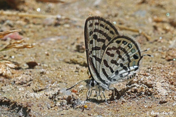 398.115B-Klein-christusdoornblauwtje-Tarucus-balkanicus