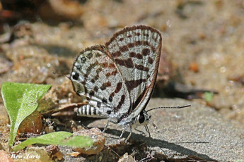 398.115D-Klein-christusdoornblauwtje-Tarucus-balkanicus