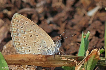 404.430-African-grass-blue-Zizeeria-knysna