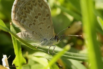 405.512-Common-grass-blue-Zizina-labradus