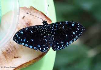 509.040-Starry-Night-Cracker-Hamadryas-laodamia